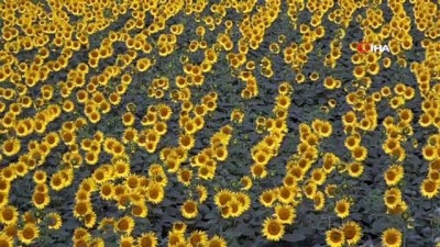kuruyemis -  Ayçiçek tarlaları sarıya boyandı, kartpostallık manzaralar ortaya çıktı Videosu