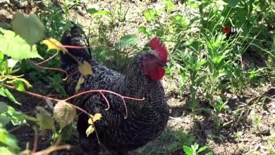 yumurta -  Horoz gibi ötüyor, tavuk gibi yumurtluyor...2 aydır yumurtlayan horoz sahibini şaşırttı Videosu