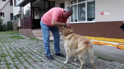 kopek -  Kapıyı açmak için anahtar kullanabilen köpeğin yeteneği şaşırttı Videosu
