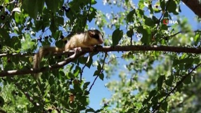 tatlarin -  Koruma altına alınan kemirgen türler arasında yer alan bahçe yediuyuru ilk kez görüntülendi Videosu