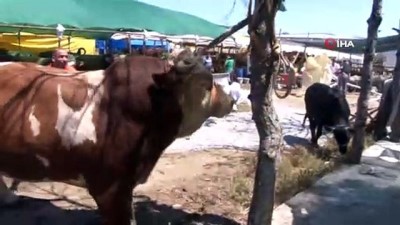 buyukbas hayvanlar -  Tuzla'daki kurban pazarının gözdesi 1.5 tonluk 'Minik' alıcısını bekliyor Videosu