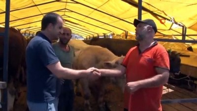 hayvan pazari -  Avcılar’da 1 ton 170 kiloluk tosun 36 bin liraya alıcı buldu Videosu