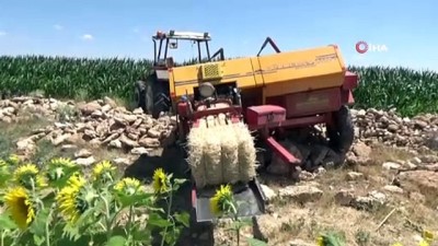 misir tarlasi -  Cesedi tarlada bulunan işçinin traktörü çalışır vaziyette taşa takıldı Videosu