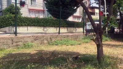  Parkta ortaya çıkan kirpi görenleri şaşırttı