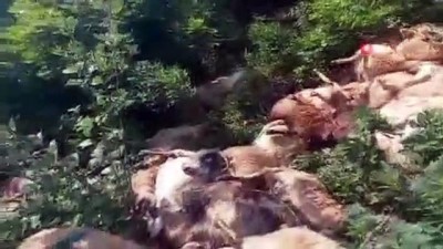 hayvancilik -  Tunceli’de 80 koyun telef oldu Videosu