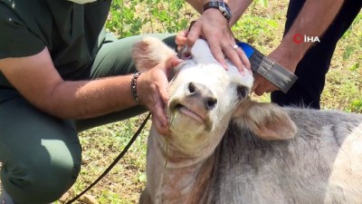 buyukbas hayvanlar -  Boğalar, kurban yakalama timinden kaçamadı Videosu