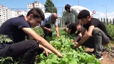 okul bahcesi -  İhtiyaç sahibi ailelerin sebzeleri imam hatipli öğrencilerden Videosu