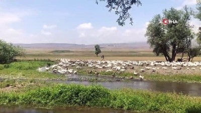  Kars kazları meralara çıktı