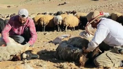 erivan -  Van’da koyunların kırpma zamanı başladı Videosu