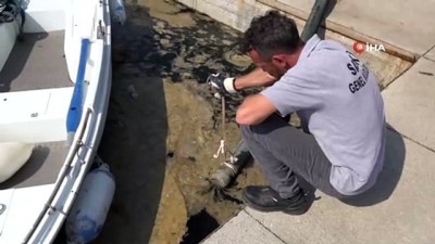 gine -  Tuzla’da temizleme çalışmaları sonuç verdi, deniz eski rengine döndü Videosu