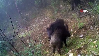 yaban domuzu -  Yaban hayatı Milli Parkların fotokapanlarına takıldı Videosu