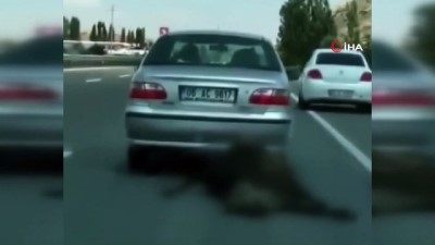  Ankara’da bir sürücü ölü ineği otomobilin arkasında sürükleyerek yoluna devam etti