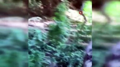 uyusturucu -  Araziye ektiği kenevirleri sulamaya gelince yakalandı Videosu