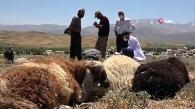  Sağlık çalışanları dağ tepe demeden berivanları, çobanları ve çiftçileri aşılıyor