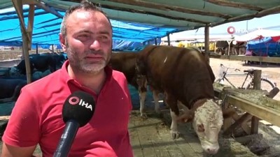 hayvan pazari -  1.4 tonluk ‘Şampiyon’ pazarın gözdesi Videosu