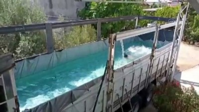 kamyon kasasi - ANTALYA - Sıcaktan bunalan vatandaş kamyonunu havuza çevirdi Videosu