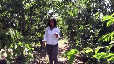 kadin girisimci - ESKİŞEHİR - Bankacılığı bırakıp tarıma yönelen kadın girişimci taleplere yetişemiyor Videosu