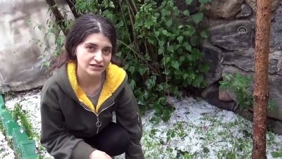 yagmur - KARS - Sarıkamış'ta etkili olan dolu ekinlere zarar verdi Videosu