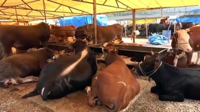 buyukbas hayvanlar -  Kurban pazarının 'Paşa'sı alıcısını bekliyor Videosu