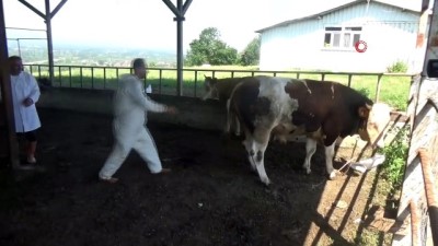 kurbanlik hayvan -  1 tonluk huysuz boğayı tek başına yatırdı Videosu