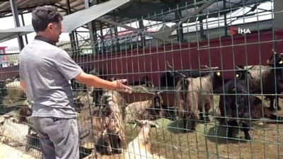 hayvan pazari -  Kurbanlar için 'kol koparan' pazarlıklar Videosu