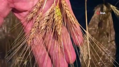 kuraklik -  Sivas’ta buğday rekoltesinde endişeli bekleyiş Videosu