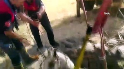 nurtepe -  Su kuyusuna düşen atı itfaiye ekipleri kurtardı Videosu