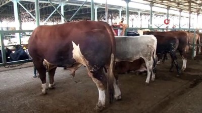 hayvan pazari -  Bin 470 kiloluk 'Covid' alıcısını bekliyor Videosu