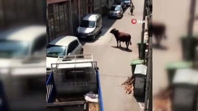 kacak -  Bursa kaçan boğan, kendisini kovalayan adamı böyle yere serdi Videosu
