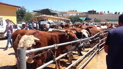 hayvan pazari -  Elazığ’da kurbanlık satışları devam ediyor Videosu