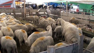 hayvan pazari -  Hayvan pazarında son gün dampingi Videosu