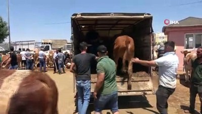 arefe gunu -  Hayvan pazarında yoğunluk yaşanıyor Videosu