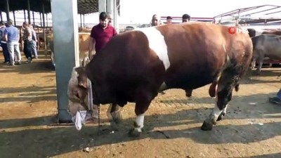 hayvan pazari -  Iğdır’ın bir buçuk tonluk Şampiyon’u 35 bin liradan satışa sunuldu Videosu