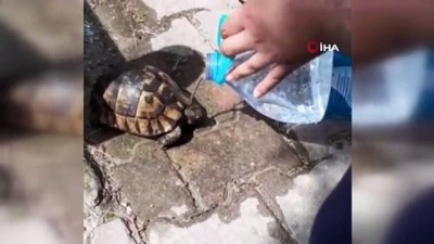  Ölmek üzere olan kaplumbağaya can suyu