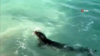 kayali -  Akdeniz fokunun dalgalar arasındaki oyunu Videosu
