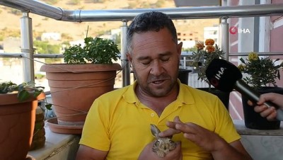dogal afet -  Alevlerin arasından kaçan yavru tavşanı hayata tutundurdu Videosu