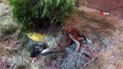 ilac tedavisi -  Bingöl’de bitkin halde bulunan köpek tedavi altına alındı Videosu