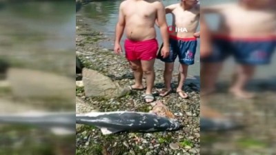  - Ölü yunus balığı yavrusu kıyıya vurdu