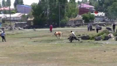 kurbanlik hayvan -  Kars’ta kurban kaçtı sahipleri kovaladı Videosu