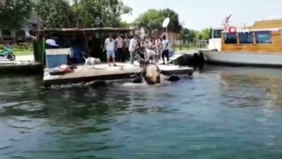 deniz polisi -  Kasımpaşa'dan denize atlayan kurbanlık dana Balat sahiline kadar yüzdü Videosu