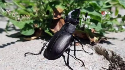 uzunlu -  Koruma altındaki geyik böceği Manisa’da görüldü Videosu