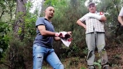 baglama -  Uçuruma yuvarlanan büyükbaş hayvanı kurtaramayınca, çareyi kesmekte buldular Videosu