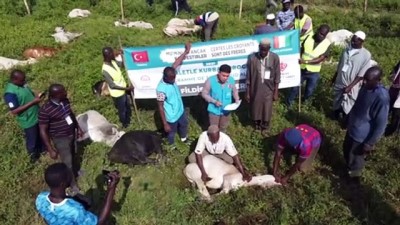 cekim - ABİDJAN - Fildişi Sahili'nde ihtiyaç sahiplerine kurban eti ulaştırıldı Videosu