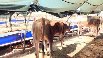 hayvan pazari - ANTALYA - Besiciler büyükbaş hayvan satışından memnun Videosu