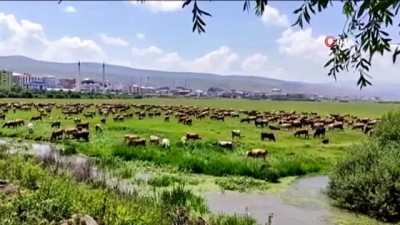 okcular -  Ardahan’ı kuraklık vurdu, hayvanlar yaylalardan indirilip meralara bırakıldı Videosu