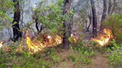 OSMANİYE - Kadirli'de orman yangını