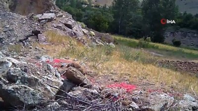 kamera -  Sıcaktan bunalan tilki ailesi yuvalarının önünde görüntülendi Videosu