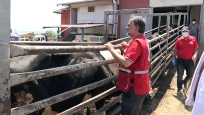muhabir - AYDIN - Türk Kızılay Genel Müdürü Altan, Et ve Süt Kurumuna ait mezbahada incelemelerde bulundu Videosu