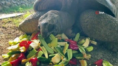 hayvanat bahcesi -  Bu kaplumbağa Cumhuriyet ile yaşıt Videosu