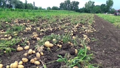 haziran ayi - TOKAT - Niksar patatesinde rekolte ve fiyat üreticiyi sevindirdi Videosu
